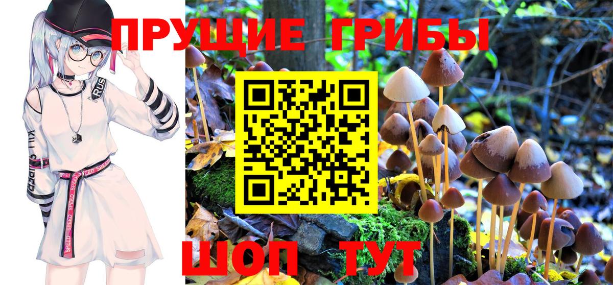 закладки  Вход с VPN  Среднеуральск  Псилоцибиновые грибы Cubensis 